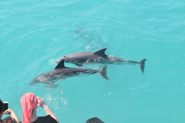 key west dolphin tour