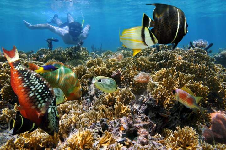 key west reef snorkeling florida