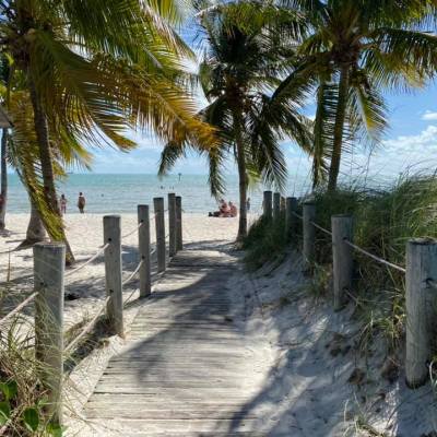 a beach with a palm tree